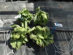 Click for 1 image(s) for this accession. Greenhouse