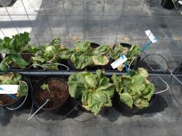 Click for 1 image(s) for this accession. Greenhouse