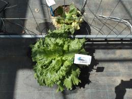 Click for 1 image(s) for this accession. Greenhouse