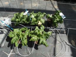 Click for 1 image(s) for this accession. Greenhouse