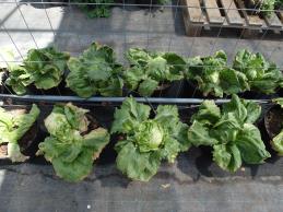 Click for 1 image(s) for this accession. Greenhouse