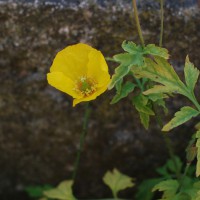 Click for 1 image(s) for this accession. Image