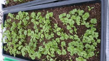 Greenhouse