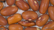 column seed