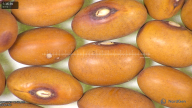 column seed