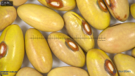 column seed