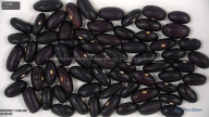 column seed