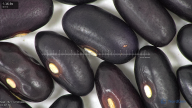 column seed