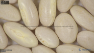 column seed