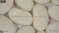 column seed