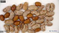 Click for 4 image(s) for this accession. seed