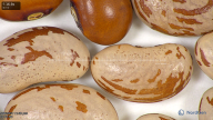 column seed