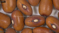 column seed