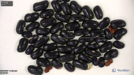 column seed