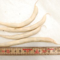 Click for 7 image(s) for this accession. Image