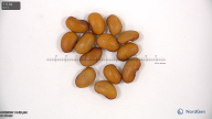 Click for 9 image(s) for this accession. seed