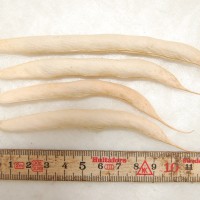 Click for 6 image(s) for this accession. Image