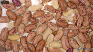 column seed