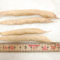 Click for 10 image(s) for this accession. Image