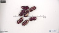 column seed