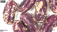 column seed