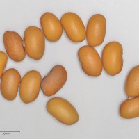 Click for 4 image(s) for this accession. Image
