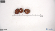 column Seed