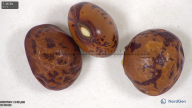 column seed