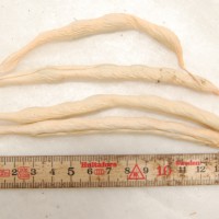Click for 6 image(s) for this accession. Image