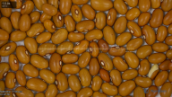 column seed