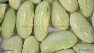 column seed