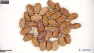 column seed