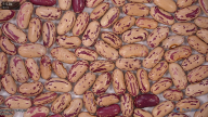 column seed