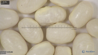 column seed