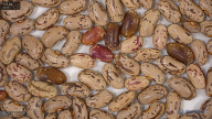 Click for 6 image(s) for this accession. seed