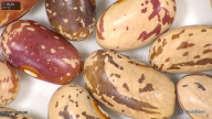 column seed