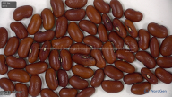 Click for 4 image(s) for this accession. seed