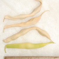 Click for 6 image(s) for this accession. Image