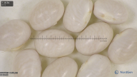column seed