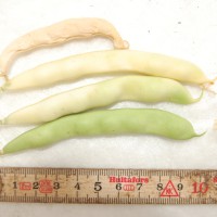 Click for 11 image(s) for this accession. Image