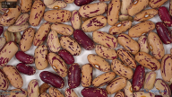 column seed