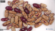 column seed