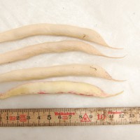 Click for 12 image(s) for this accession. Image