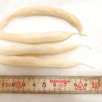 Click for 4 image(s) for this accession. Image