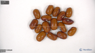 Click for 3 image(s) for this accession. seed