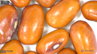 column seed