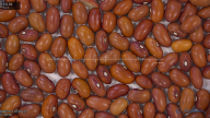 column seed