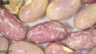column seed
