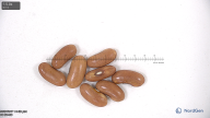 Click for 9 image(s) for this accession. seed
