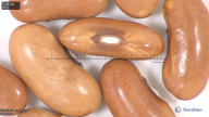 column seed